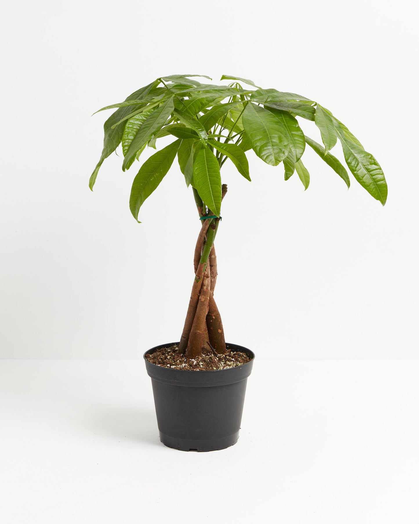 Lively Root - Money Tree Plant