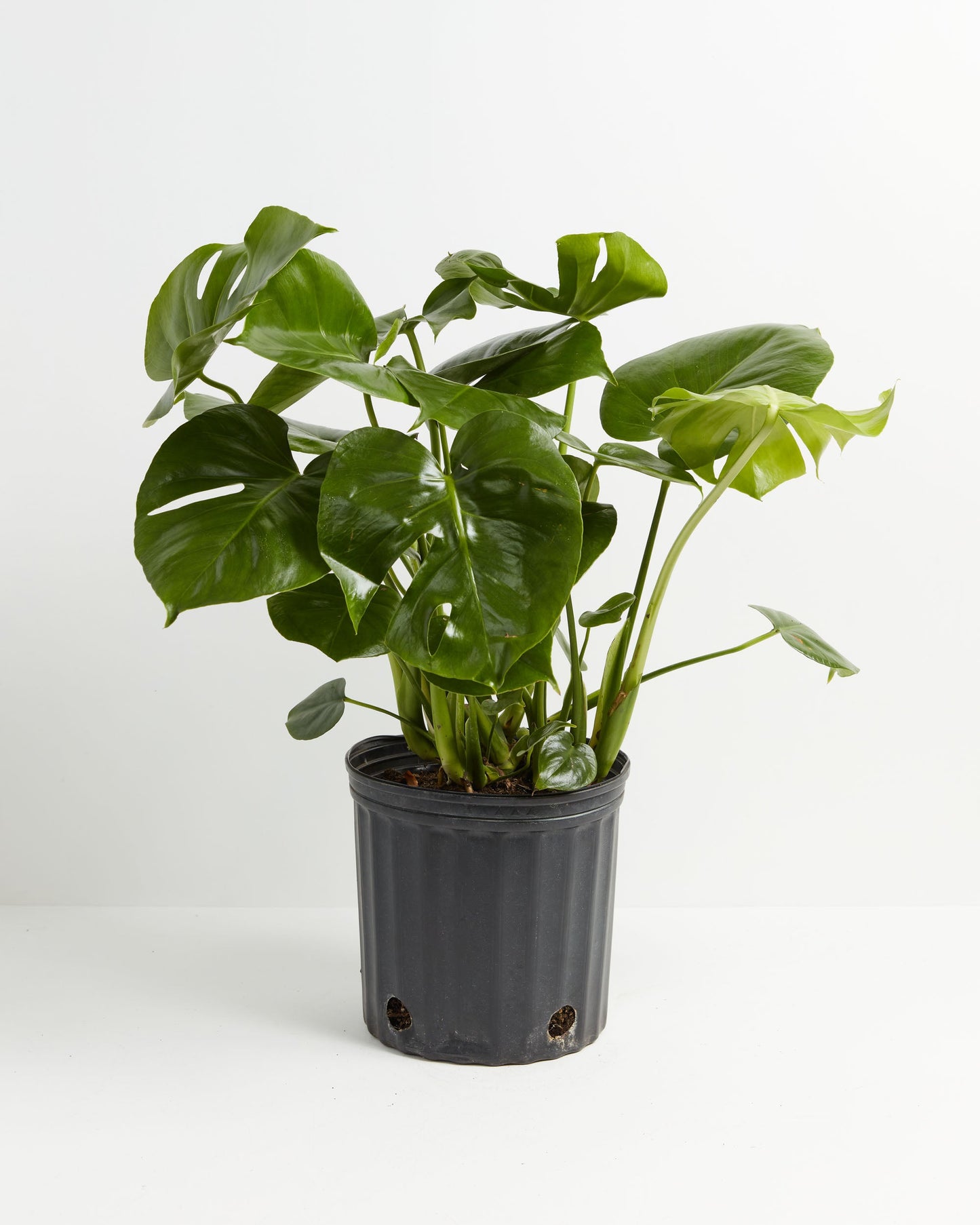 Lively Root - Monstera Deliciosa (Split Leaf Philodendron)