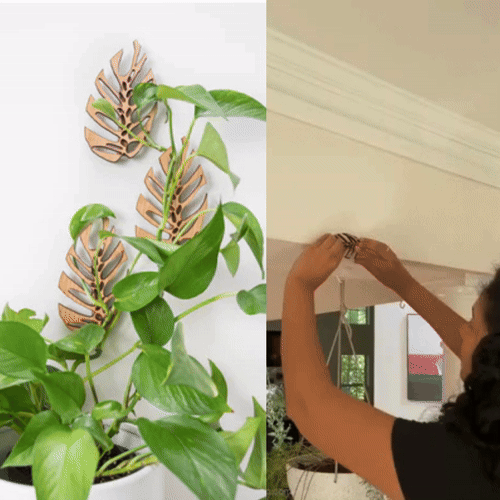 Wholesale Partner: Treleaf - Monstrella - Wall Mounted