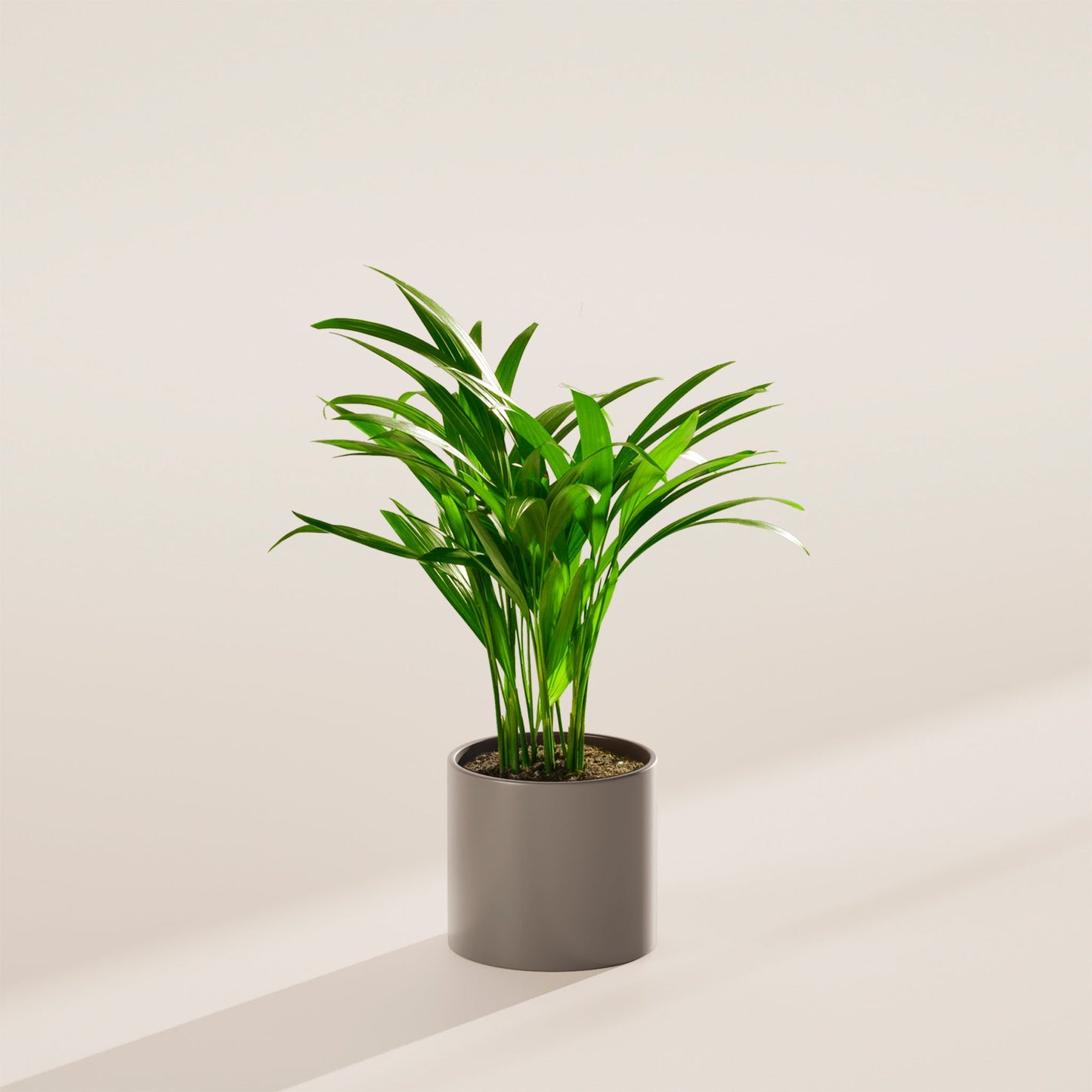 Lively Root - Areca Palm Indoor Tree