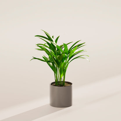 Lively Root - Areca Palm Indoor Tree