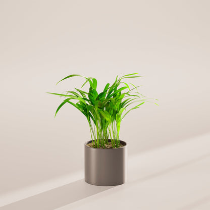 Lively Root - Areca Palm Indoor Tree