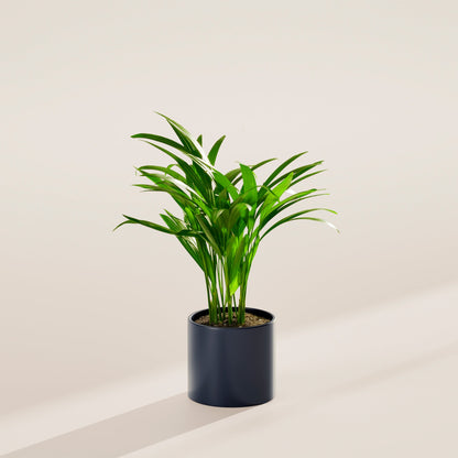 Lively Root - Areca Palm Indoor Tree