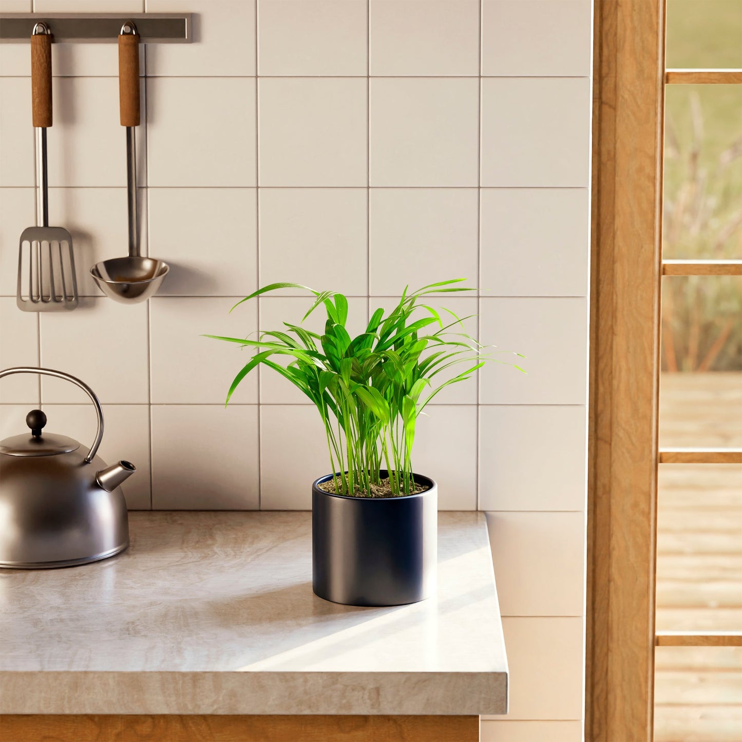 Lively Root - Areca Palm Indoor Tree