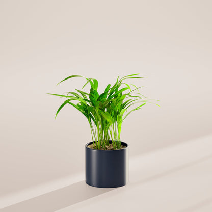 Lively Root - Areca Palm Indoor Tree