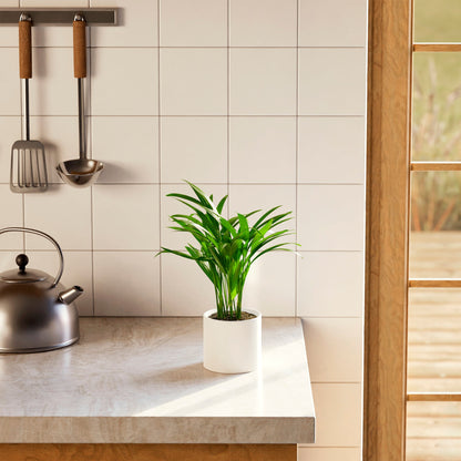 Lively Root - Areca Palm Indoor Tree