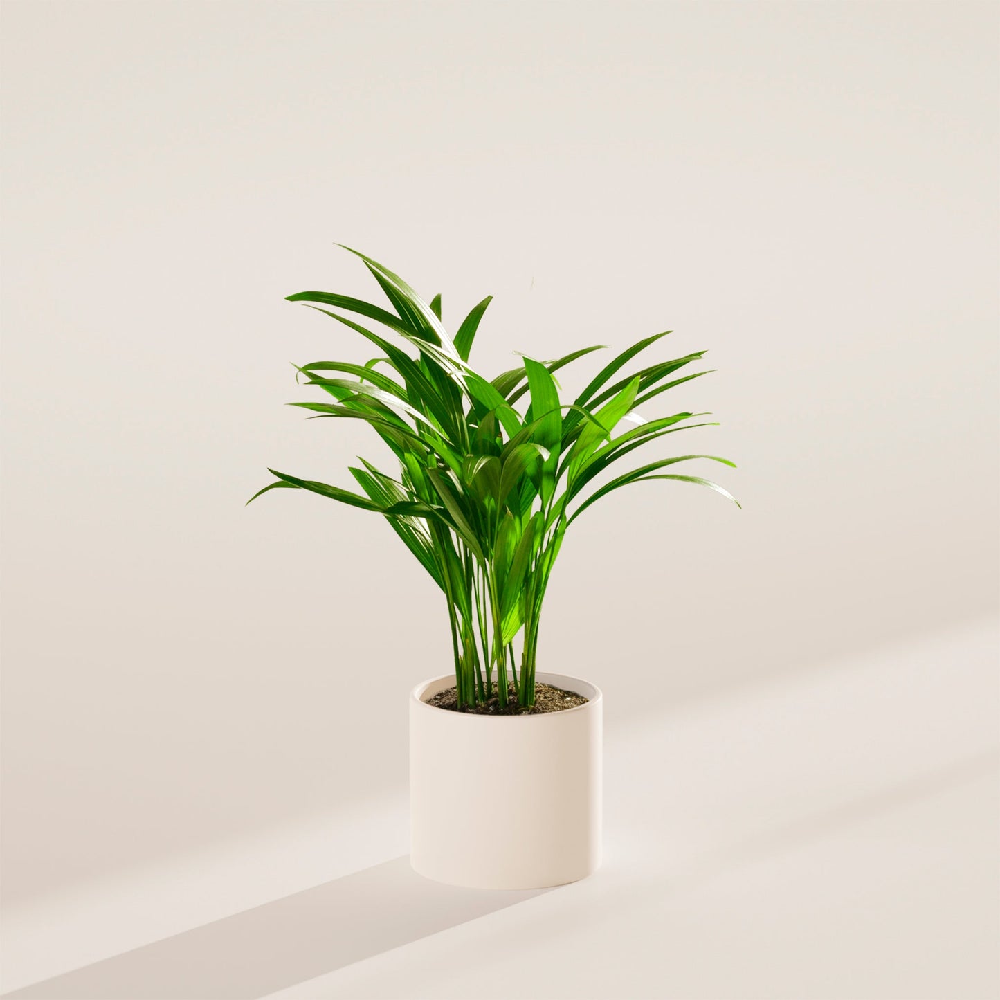 Lively Root - Areca Palm Indoor Tree