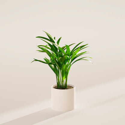 Lively Root - Areca Palm Indoor Tree