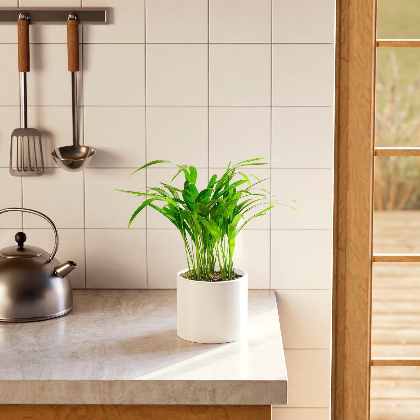 Lively Root - Areca Palm Indoor Tree