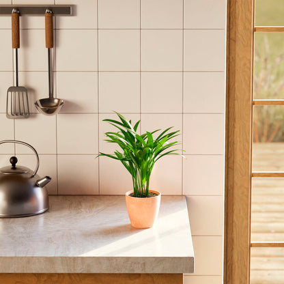 Lively Root - Areca Palm Indoor Tree