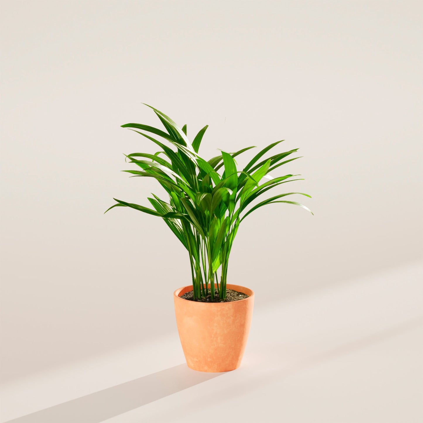 Lively Root - Areca Palm Indoor Tree