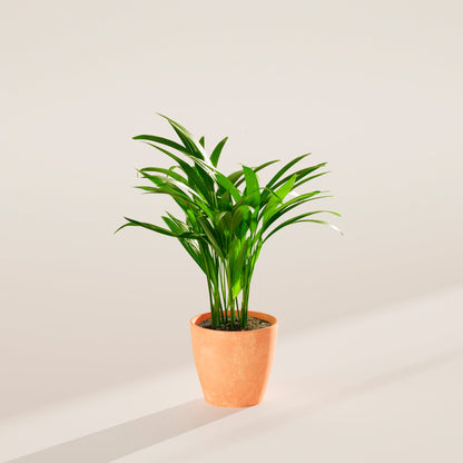 Lively Root - Areca Palm Indoor Tree