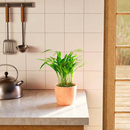 Lively Root - Areca Palm Indoor Tree