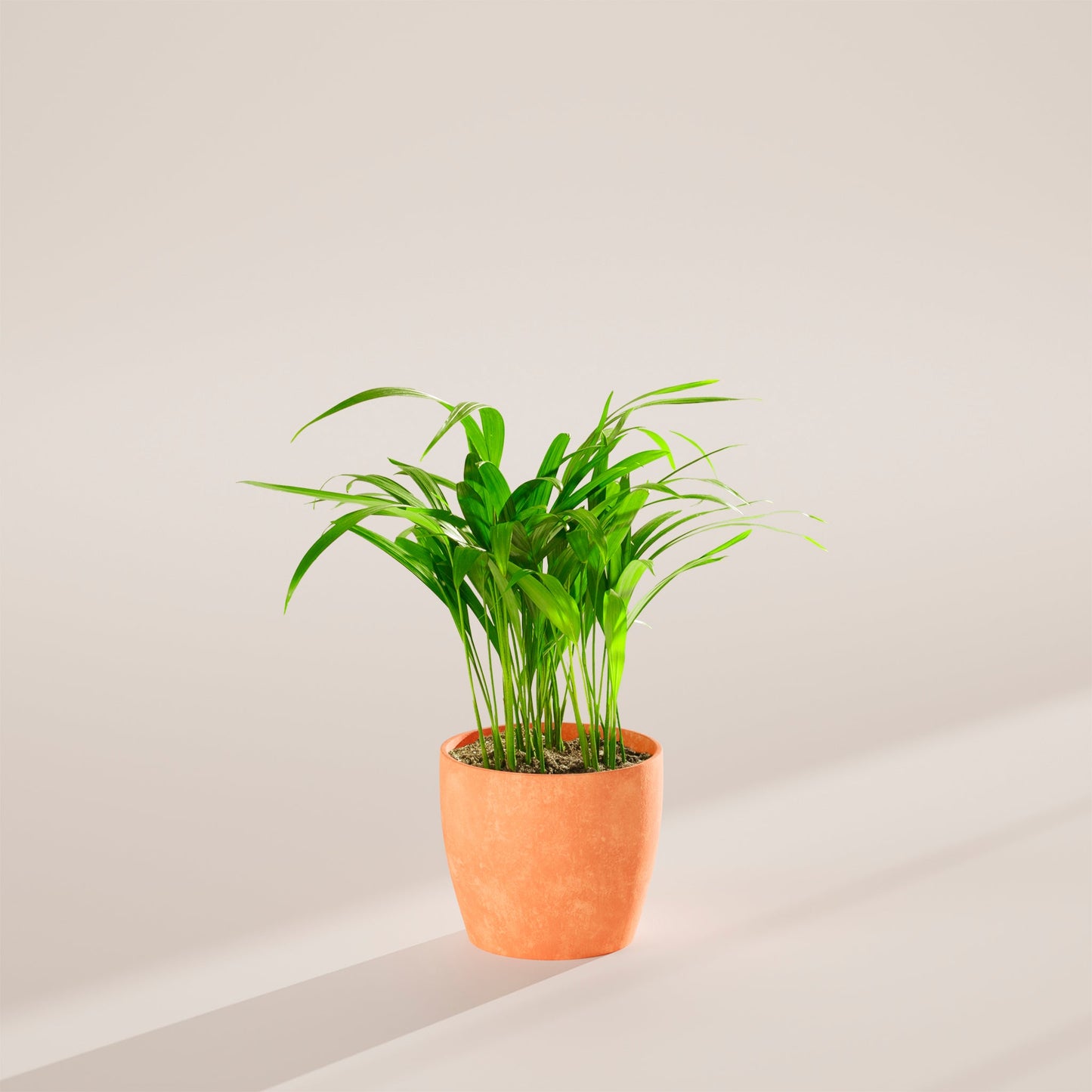 Lively Root - Areca Palm Indoor Tree