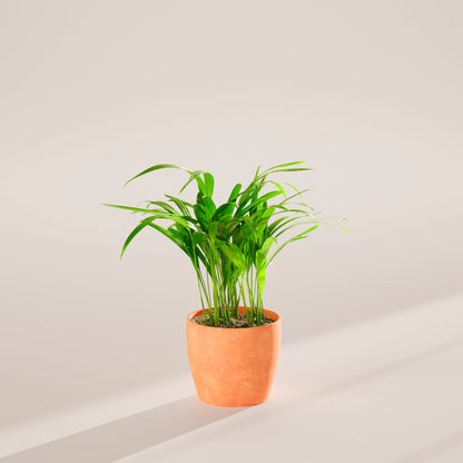 Lively Root - Areca Palm Indoor Tree