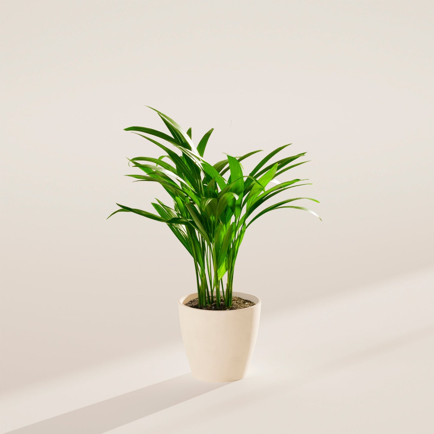 Lively Root - Areca Palm Indoor Tree