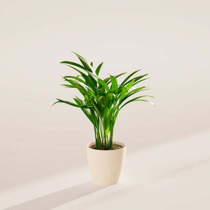 Lively Root - Areca Palm Indoor Tree