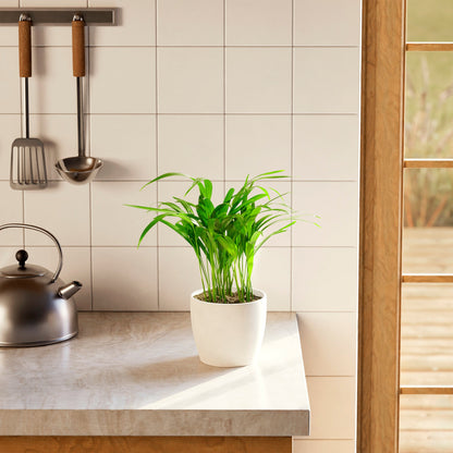 Lively Root - Areca Palm Indoor Tree