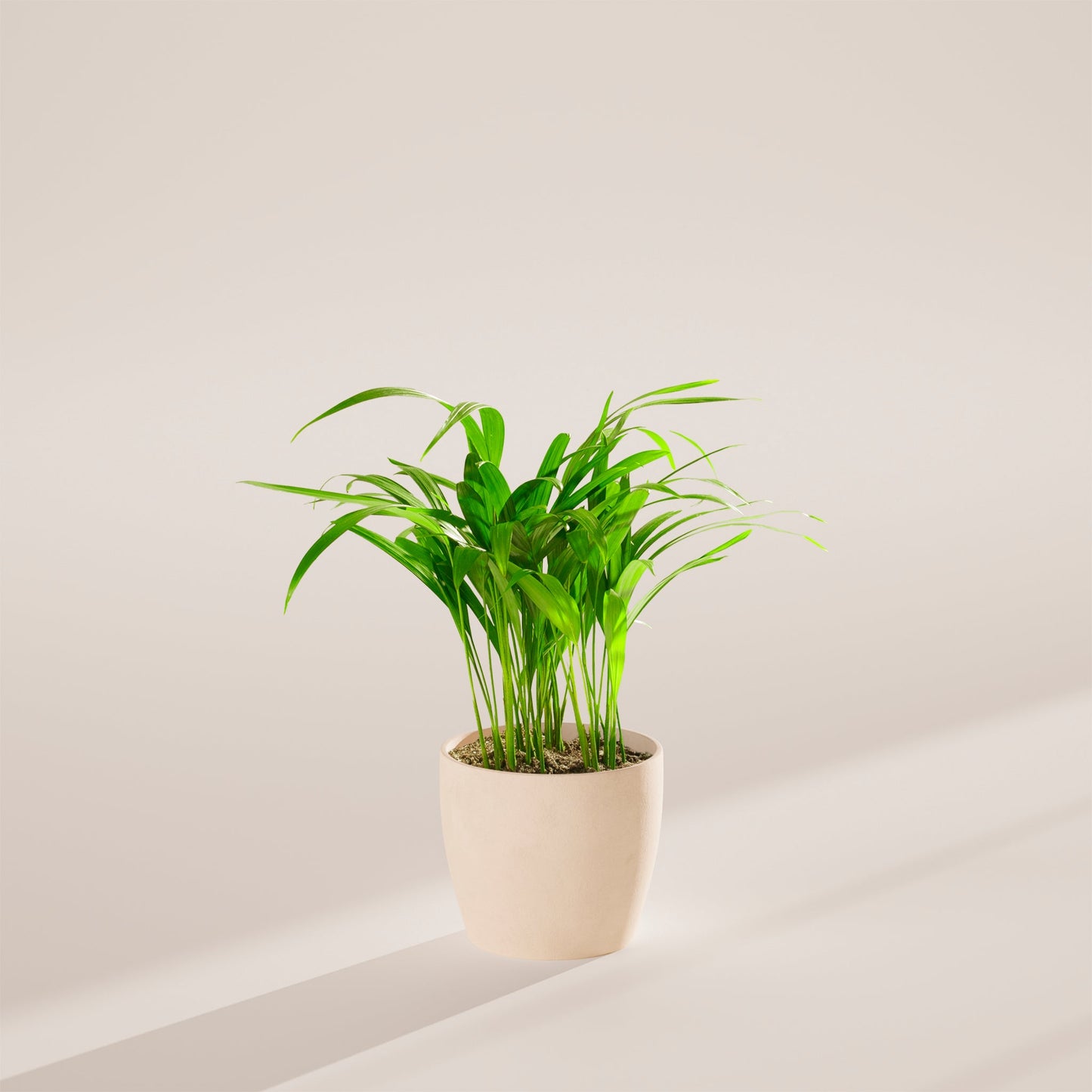 Lively Root - Areca Palm Indoor Tree