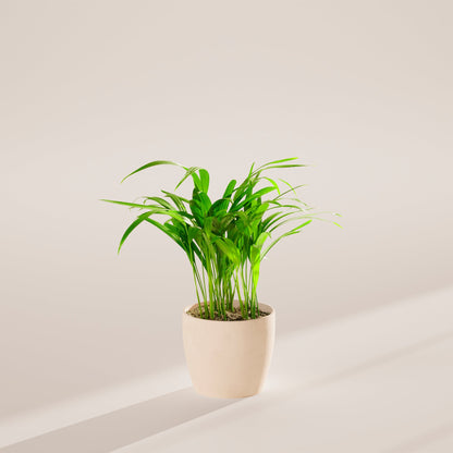 Lively Root - Areca Palm Indoor Tree