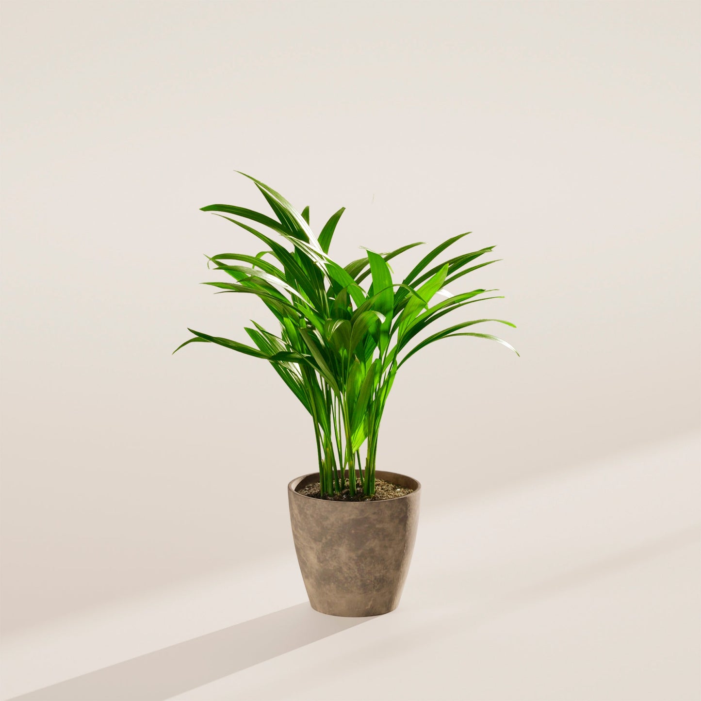 Lively Root - Areca Palm Indoor Tree