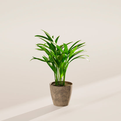 Lively Root - Areca Palm Indoor Tree