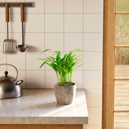 Lively Root - Areca Palm Indoor Tree