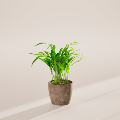 Lively Root - Areca Palm Indoor Tree