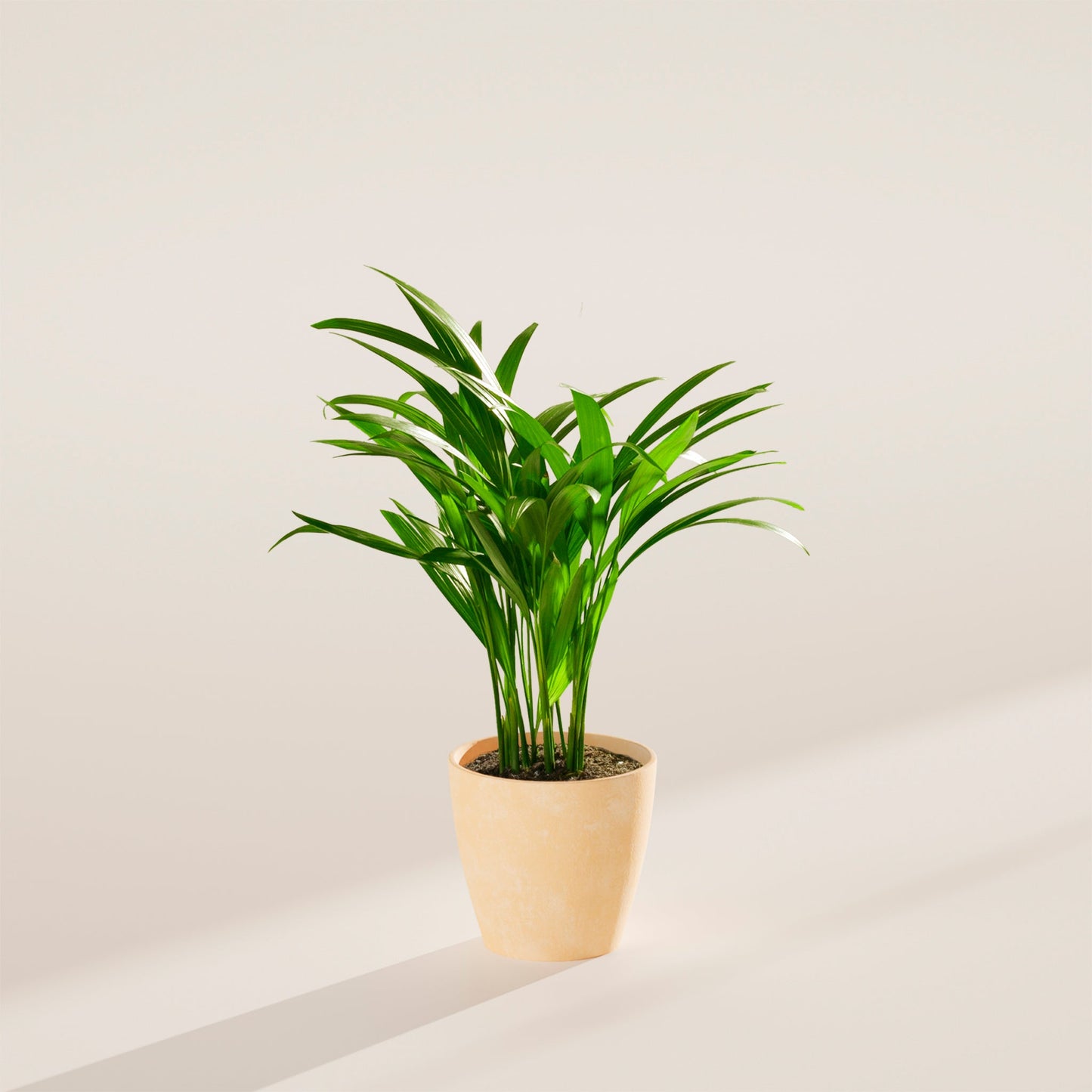 Lively Root - Areca Palm Indoor Tree