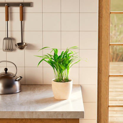 Lively Root - Areca Palm Indoor Tree