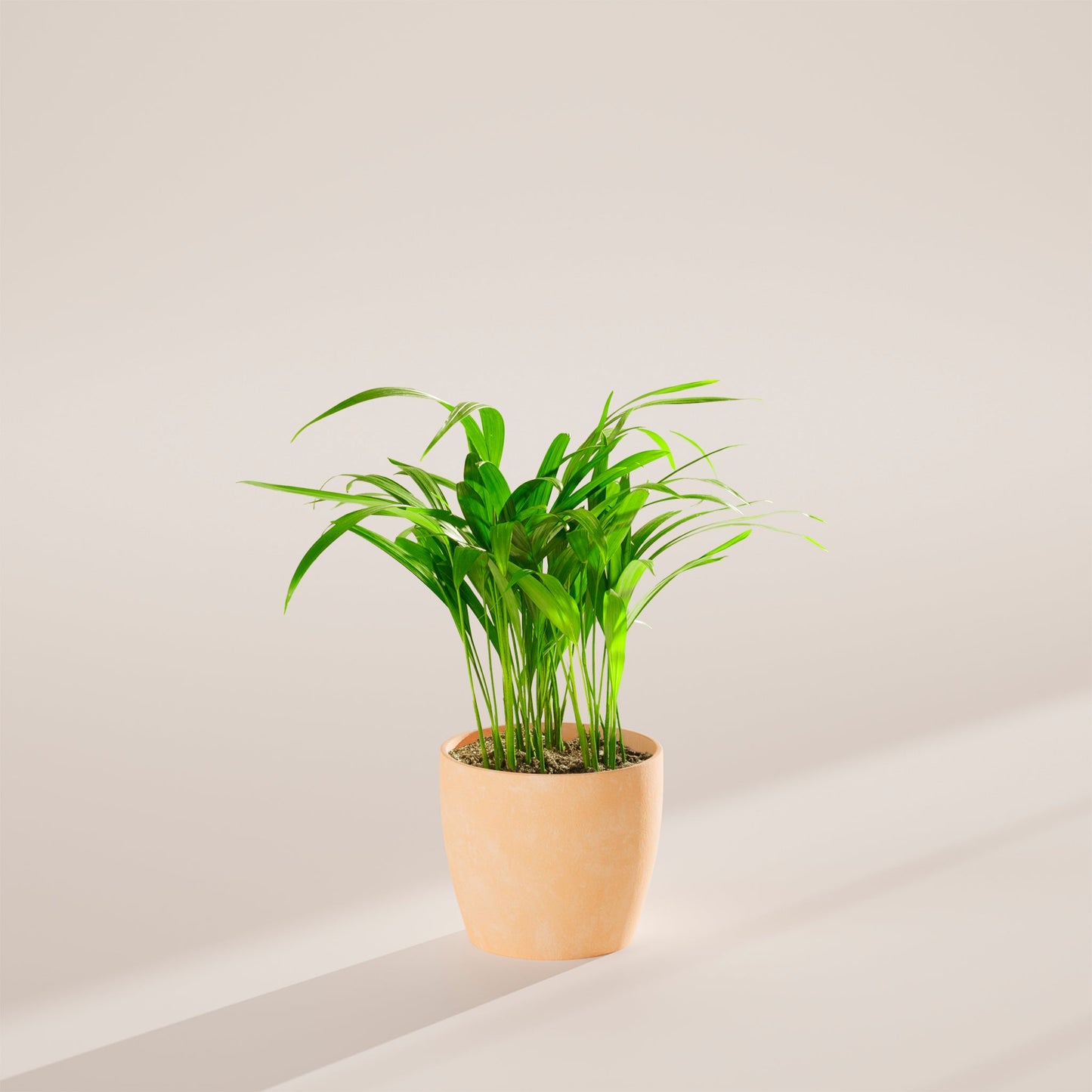 Lively Root - Areca Palm Indoor Tree