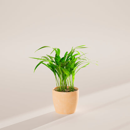 Lively Root - Areca Palm Indoor Tree