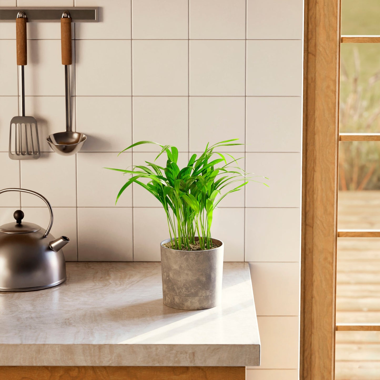 Lively Root - Areca Palm Indoor Tree