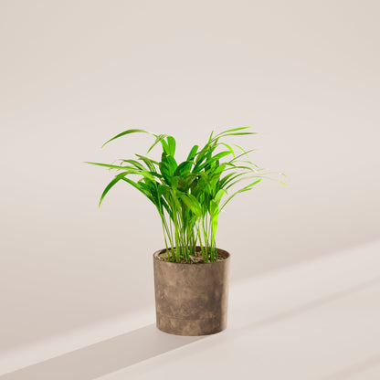 Lively Root - Areca Palm Indoor Tree