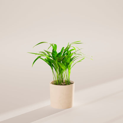 Lively Root - Areca Palm Indoor Tree