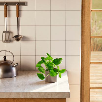 Lively Root - Golden Pothos Plant