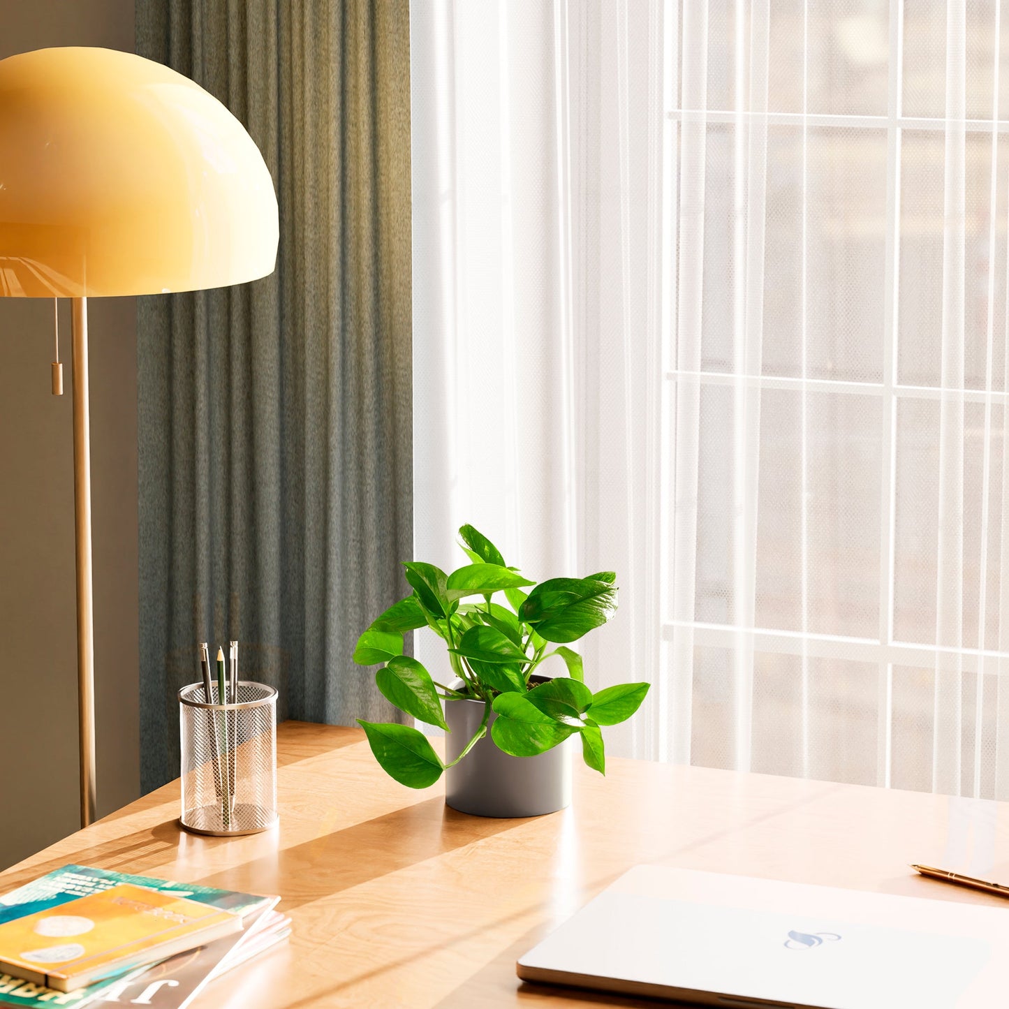Lively Root - Golden Pothos Plant