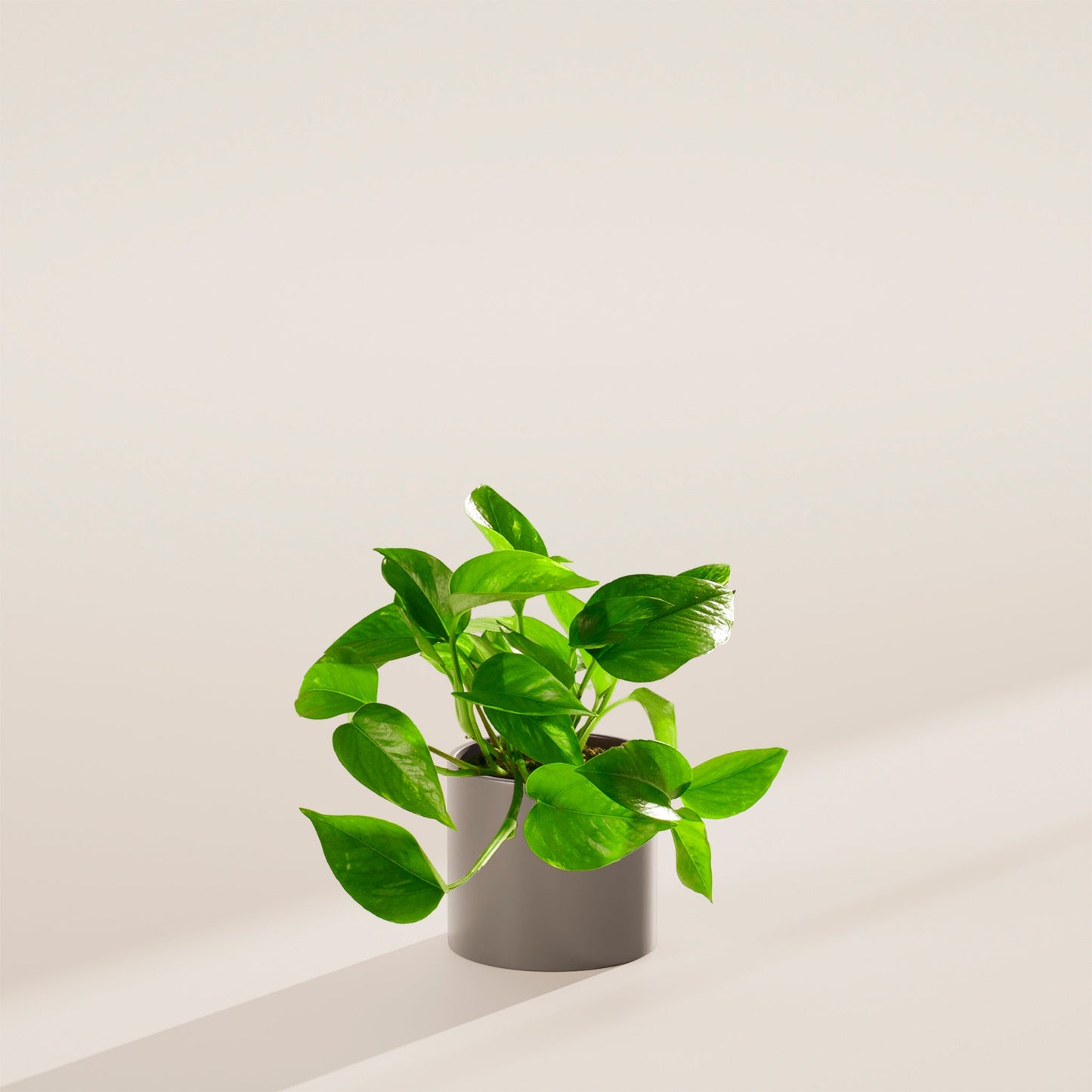 Lively Root - Golden Pothos Plant