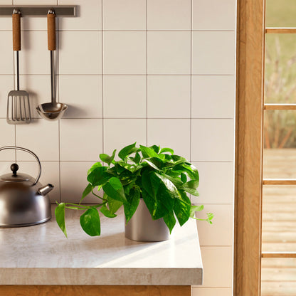 Lively Root - Golden Pothos Plant