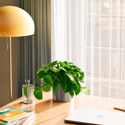 Lively Root - Golden Pothos Plant