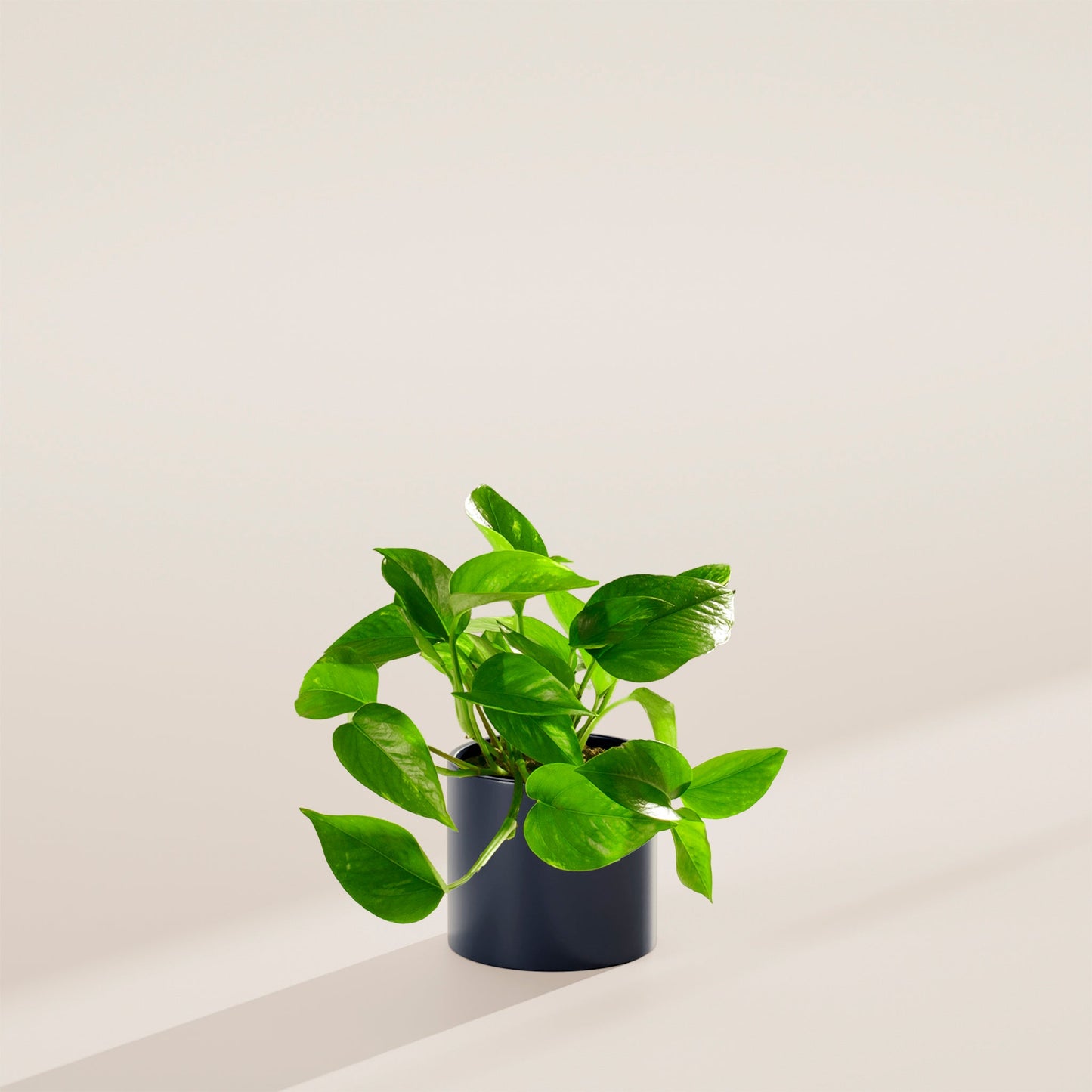 Lively Root - Golden Pothos Plant