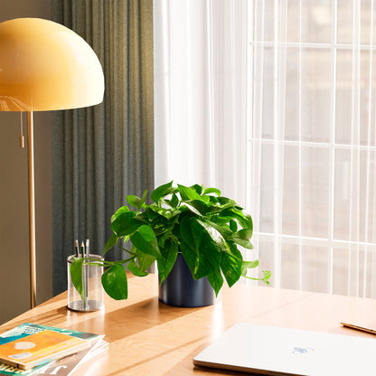 Lively Root - Golden Pothos Plant