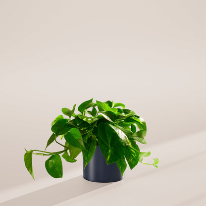 Lively Root - Golden Pothos Plant