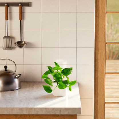 Lively Root - Golden Pothos Plant
