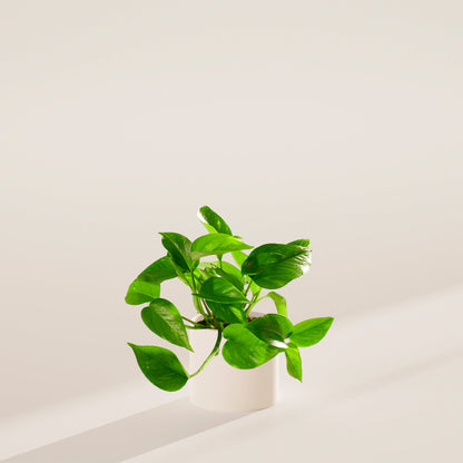 Lively Root - Golden Pothos Plant