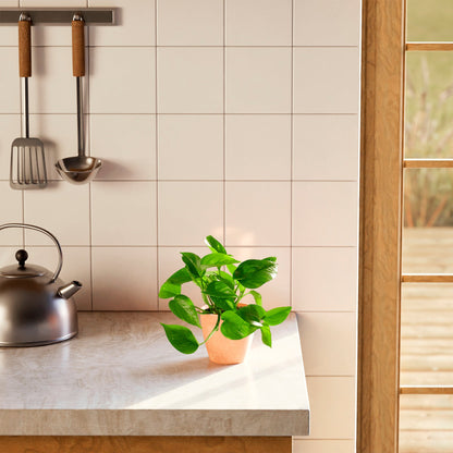Lively Root - Golden Pothos Plant