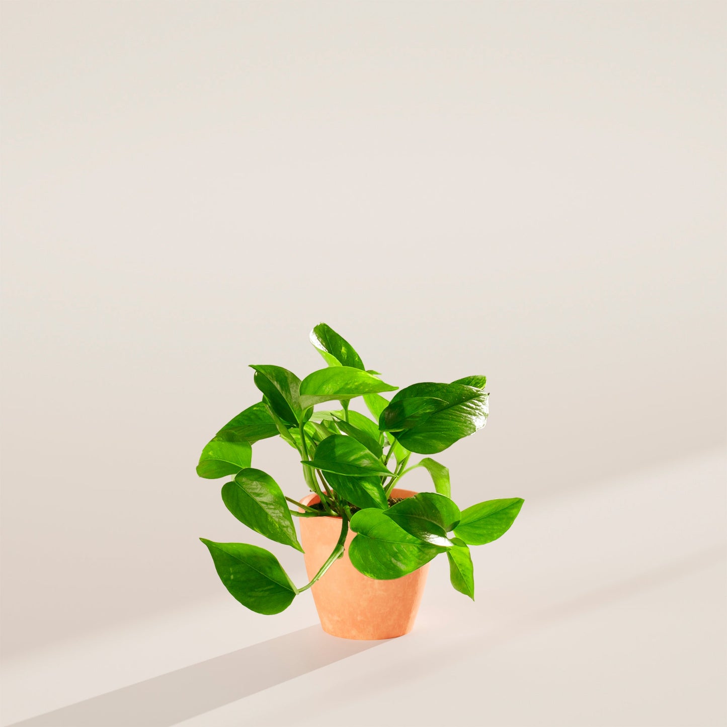 Lively Root - Golden Pothos Plant