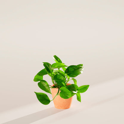 Lively Root - Golden Pothos Plant