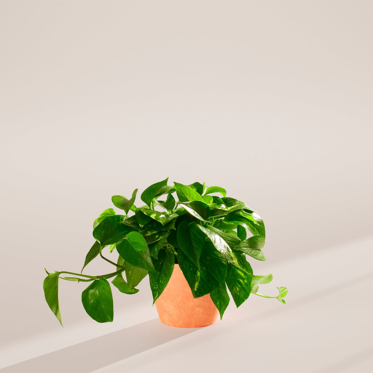 Lively Root - Golden Pothos Plant