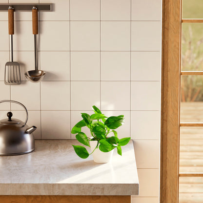 Lively Root - Golden Pothos Plant